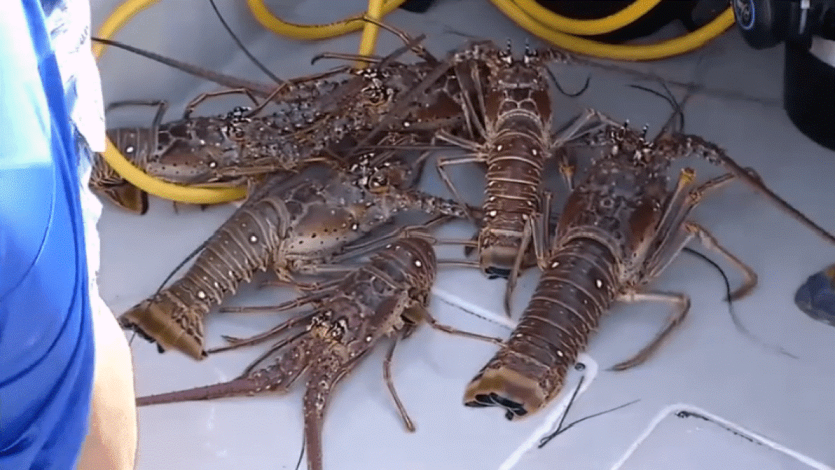 mini lobster season 